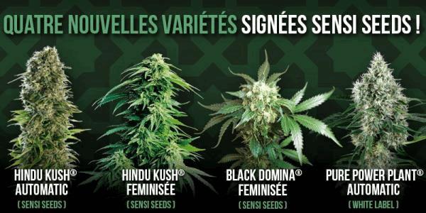 SSB-newsletter-08-03-2017-french.jpg