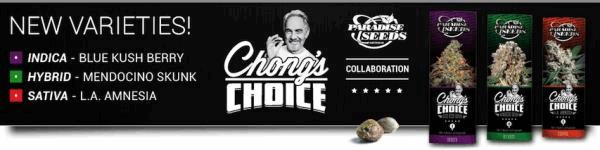 Paradise-Seeds-Chongs-Choice-2017.jpg