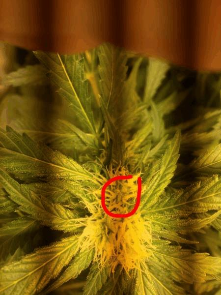 post-854578-0-76403200-1489514443_thumb.jpg