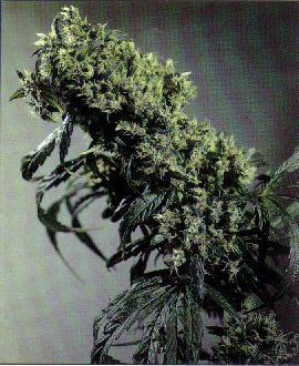 SSB-Northern_Lights_5_x_Haze.jpg