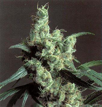 SSB-Silver_Haze.jpg
