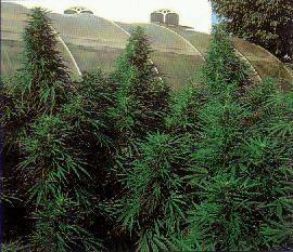 SSB-Ruderalis_Skunk.jpg