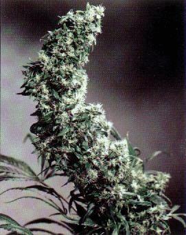 SSB-Hawaiian_Indica.jpg