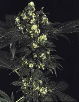 afghani.jpg