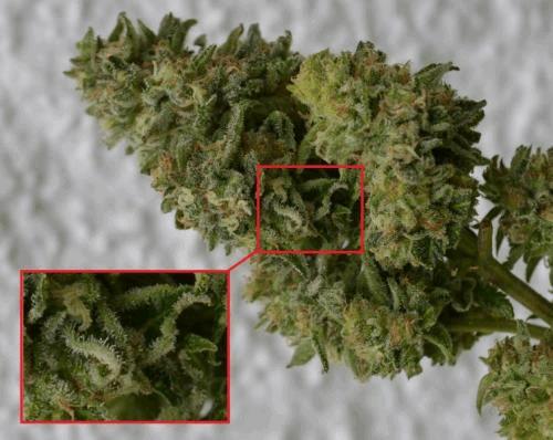 macorbud.jpg