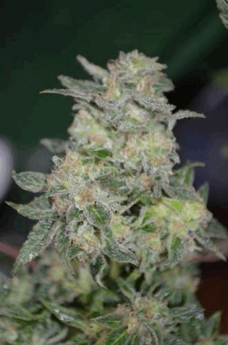 bud.jpg