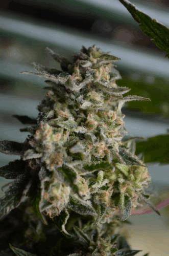 bud2.jpg