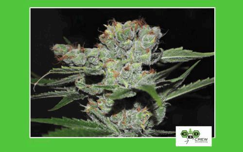 cbd-launch-varieties-2.jpg