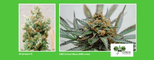 cbd-launch-varieties-1.jpg