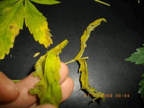 post-723671-0-38368200-1365189955_thumb.jpg