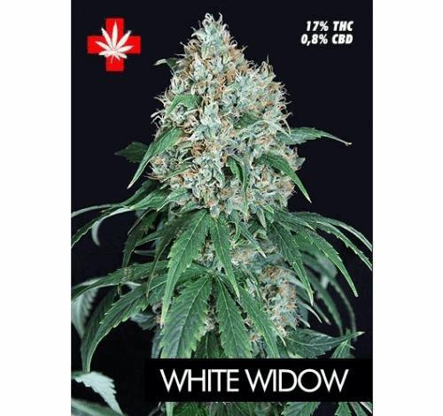 white-widow-pure-seeds_3715_1_.jpg