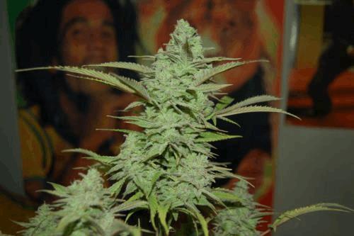 cheeseberry_haze_L.jpg