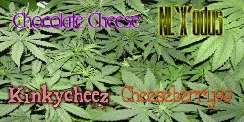 cheese_mix_3_.jpg