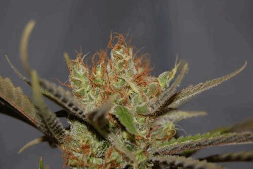 Blue_Rocket_(4).jpg