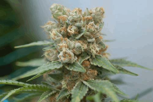 cheeseberry-L.jpg