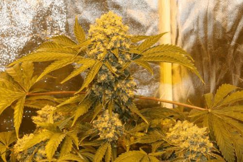 17_SuperSkunk.JPG