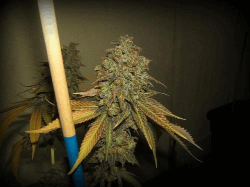 7_ChemSister.jpg