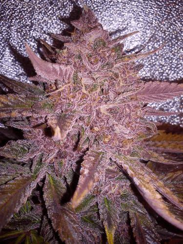 2_sourkush.jpg