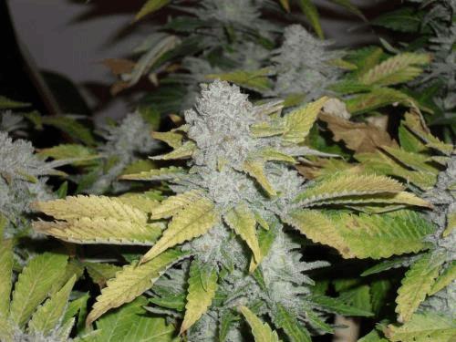 9_BlueWidow.jpg