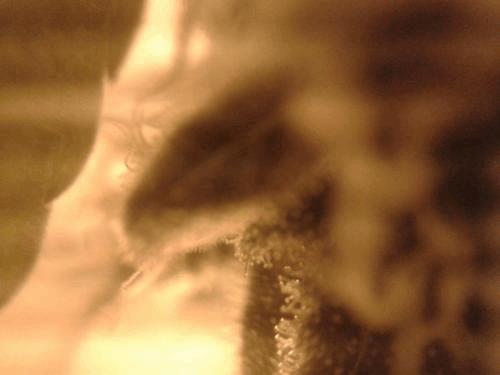 post-784255-0-78945500-1365796782_thumb.jpg