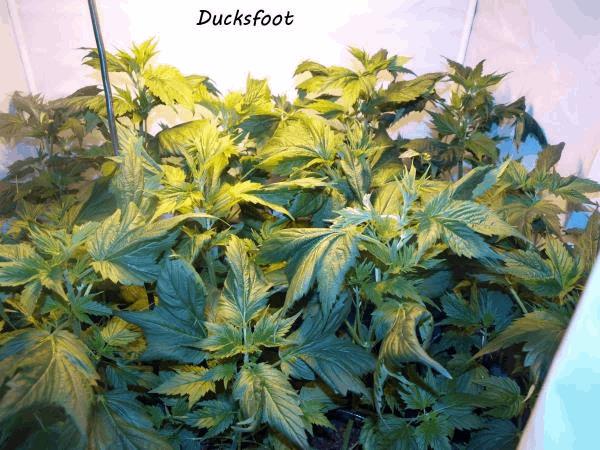 ducksfoot.jpg