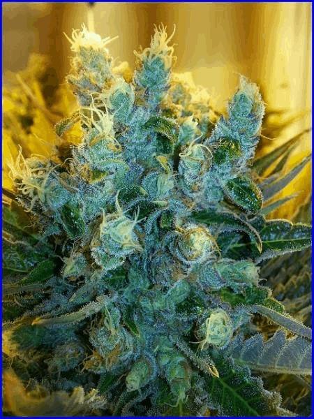 396420Floraison68joursSuperSkunkCypriens20150009.jpg