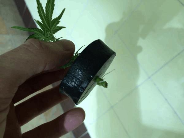 post-840701-0-73585000-1428435964_thumb.jpg