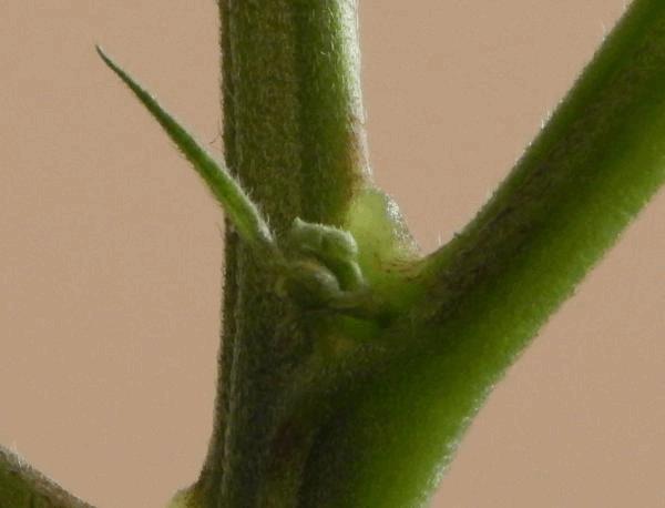 DSCN3690.jpg
