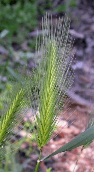 Hordeum_murinum_in_Voorhis_Ecological_Reserve,Cal_Poly_Pomona.jpg