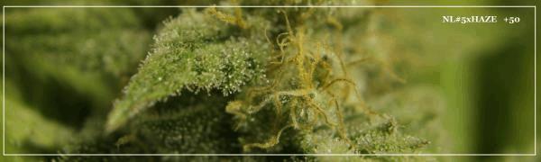Macro nl#5Xhaze +50 A.jpg
