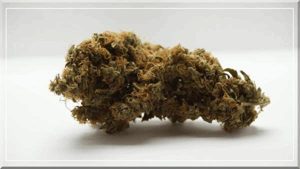 Hawaiian-Wave (ripper seeds) curing+60.jpg