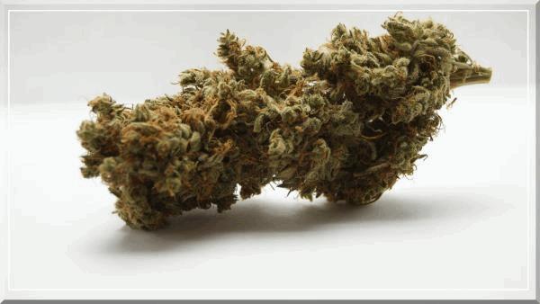C99 (female seeds curing+60.jpg