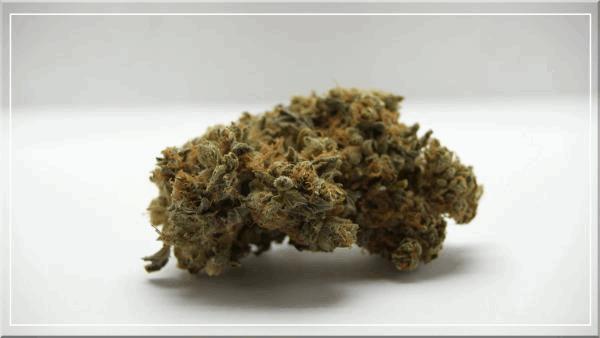 BlueBerry (dutch passion) curing+60.jpg