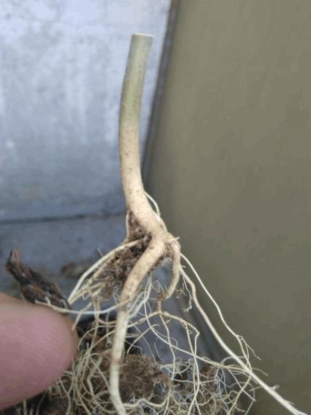 post-791045-0-02669200-1492964726_thumb.jpg