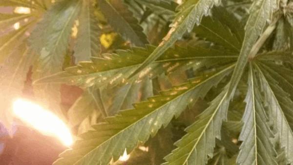post-835946-0-19161200-1491577686_thumb.jpg