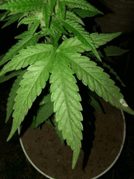 post-855630-0-80050200-1492752864_thumb.jpg