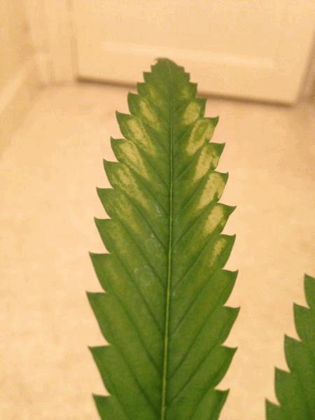post-859186-0-26173300-1491166122_thumb.jpeg