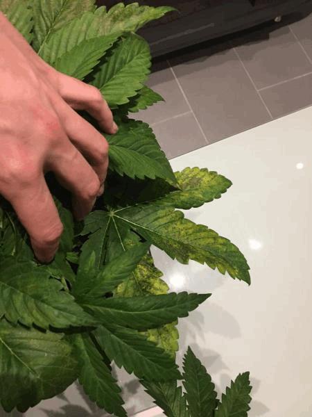 post-863296-0-23159100-1491590059_thumb.jpg
