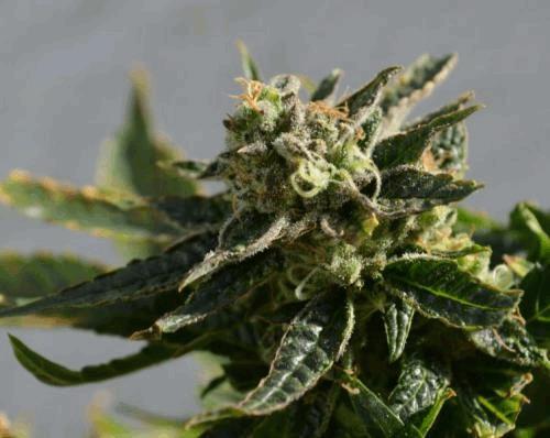 macrobud.jpg