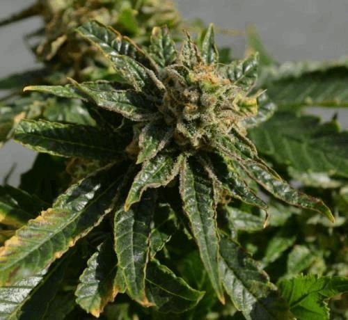 bud.jpg