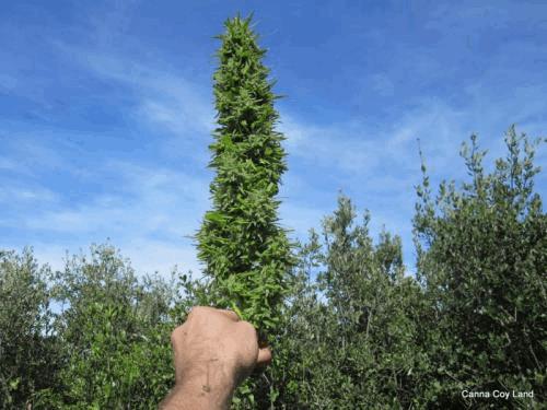 post-725276-0-49714100-1337160892_thumb.jpg