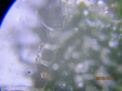 post-774022-0-02340100-1338276058_thumb.jpg