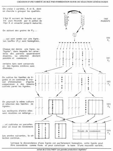 1349692585_Selection_genealogique.jpg