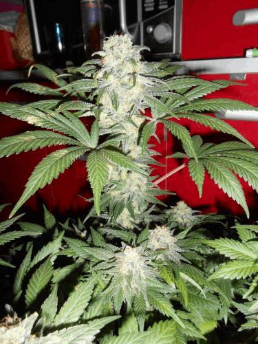 post-714399-0-74258800-1368212381_thumb.jpg