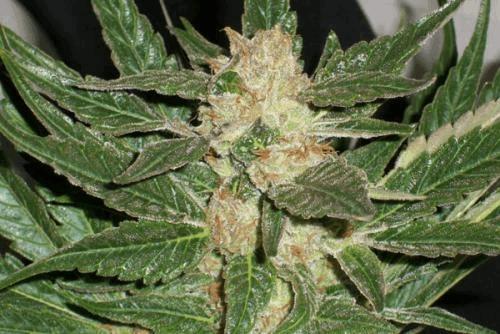 2_California.JPG