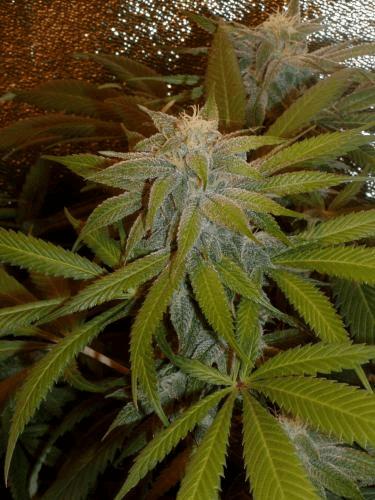 6_Querkle.jpg