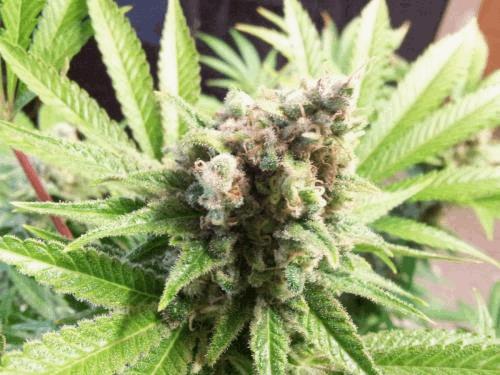 5_Critical+.jpg