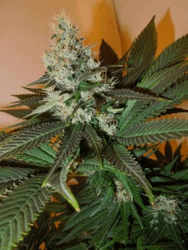 4_BlueWidow.jpg