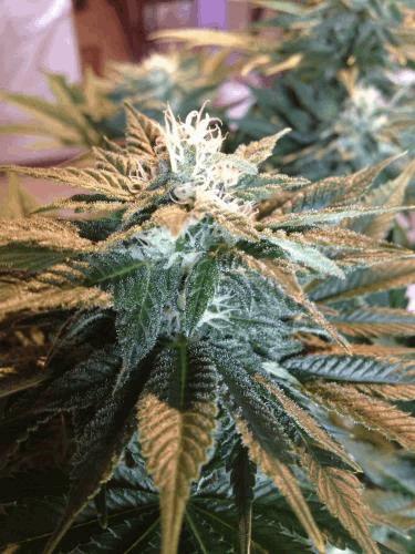10_Skunk#1.JPG