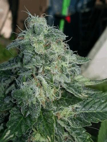 8_WhiteWidow.jpg